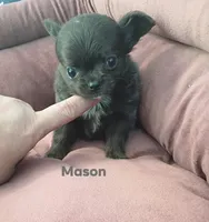 Mason , a male Chihuahua for sale in Gray, TN – 8 of 8