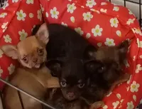 Mocha AKC, a female Chihuahua for sale in Gray, TN – 9 of 9