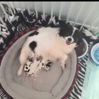 Finn 3.5lbs, a male Chihuahua for sale in Gray, TN – Photo 9 of 10