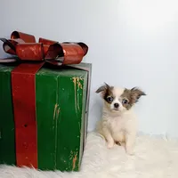 Finn 3.5lbs, a male Chihuahua for sale in Gray, TN – Photo 5 of 10