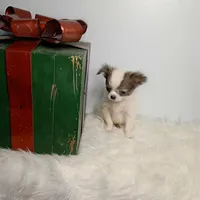 Finn 3.5lbs, a male Chihuahua for sale in Gray, TN – Photo 4 of 10