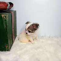 Finn 3.5lbs, a male Chihuahua for sale in Gray, TN – Photo 8 of 10