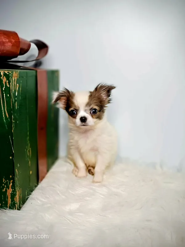Finn 3.5lbs – Chihuahua puppy on hold in Gray, TN