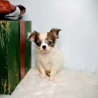 Finn 3.5lbs, a male Chihuahua for sale in Gray, TN – Photo 1 of 10