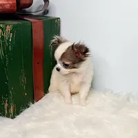 Finn 3.5lbs, a male Chihuahua for sale in Gray, TN – Photo 6 of 10