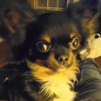 Finn 3.5lbs, a male Chihuahua for sale in Gray, TN – Photo 10 of 10