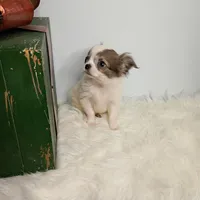 Finn 3.5lbs, a male Chihuahua for sale in Gray, TN – Photo 2 of 10