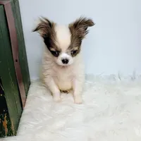 Finn 3.5lbs, a male Chihuahua for sale in Gray, TN – Photo 3 of 10