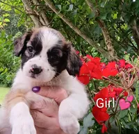 Penelope , a female Bernese Mountain Dog and Labrador Retriever for sale in Gray, TN – 1 of 8