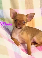 Mocha AKC, a female Chihuahua for sale in Gray, TN – 9 of 9