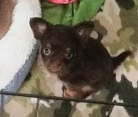 Chai, a male Chihuahua for sale in Gray, TN – 6 of 8