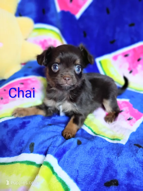 Chai – Chihuahua puppy for sale in Gray, TN
