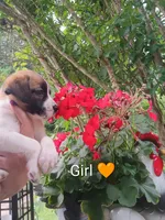 Daisy , a male Bernese Mountain Dog and Labrador Retriever for sale in Gray, TN – 6 of 10