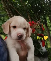 Oliver , a male Labrador Retriever and English Cream Golden Retriever for sale in Gray, TN – 2 of 7