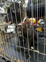 Maple , a female Alaskan Husky and Labradoodle for sale in Dallas, GA – Photo 2 of 3