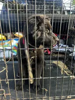 Maple , a female Alaskan Husky and Labradoodle for sale in Dallas, GA – Photo 3 of 3