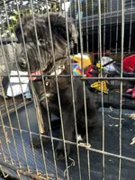 Maple , a female Alaskan Husky and Labradoodle for sale in Dallas, GA – Photo 1 of 3