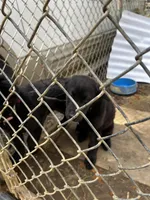 Oak , a female Alaskan Husky and Labradoodle for sale in Dallas, GA – Photo 1 of 3