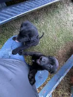 Oak , a female Alaskan Husky and Labradoodle for sale in Dallas, GA – Photo 3 of 3