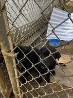 Oak , a female Alaskan Husky and Labradoodle for sale in Dallas, GA – Photo 2 of 3