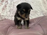 Link, a male Pomsky for sale in Chelsea, MA – Photo 5 of 10