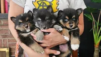 Link, a male Pomsky for sale in Chelsea, MA – Photo 3 of 10