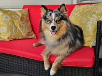 Link, a male Pomsky for sale in Chelsea, MA – Photo 7 of 10