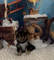 Link, a male Pomsky for sale in Chelsea, MA – Photo 2 of 10