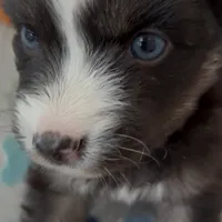 Starfire, a female Pomsky for sale in Chelsea, MA – Photo 4 of 9