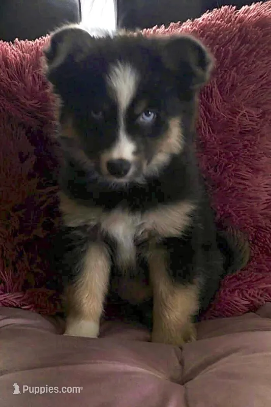 Starfire – Pomsky puppy for sale in Chelsea, MA