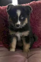 Starfire (F3 Mini Pomsky), a female Pomsky for sale in Chelsea, MA – Photo 1 of 10