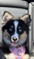 Starfire (F3 Mini Pomsky), a female Pomsky for sale in Chelsea, MA – Photo 1 of 10