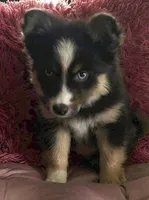 Starfire (F3 Mini Pomsky), a female Pomsky for sale in Chelsea, MA – Photo 2 of 10