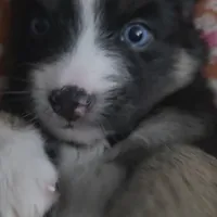 Starfire, a female Pomsky for sale in Chelsea, MA – Photo 5 of 9