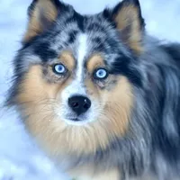 Starfire, a female Pomsky for sale in Chelsea, MA – Photo 9 of 9