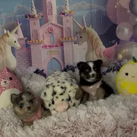 Starfire, a female Pomsky for sale in Chelsea, MA – Photo 3 of 9