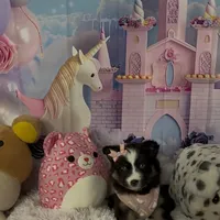 Starfire, a female Pomsky for sale in Chelsea, MA – Photo 2 of 9