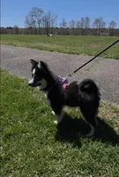 Starfire (F3 Mini Pomsky), a female Pomsky for sale in Chelsea, MA – Photo 2 of 10