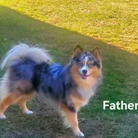 Rocky (F3 Mini Pomsky), a male Pomsky for sale in Chelsea, MA – Photo 7 of 10