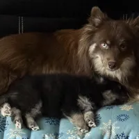 Rocky (F3 Mini Pomsky), a male Pomsky for sale in Chelsea, MA – Photo 9 of 10