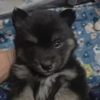 Rocky (F3 Mini Pomsky), a male Pomsky for sale in Chelsea, MA – Photo 6 of 10