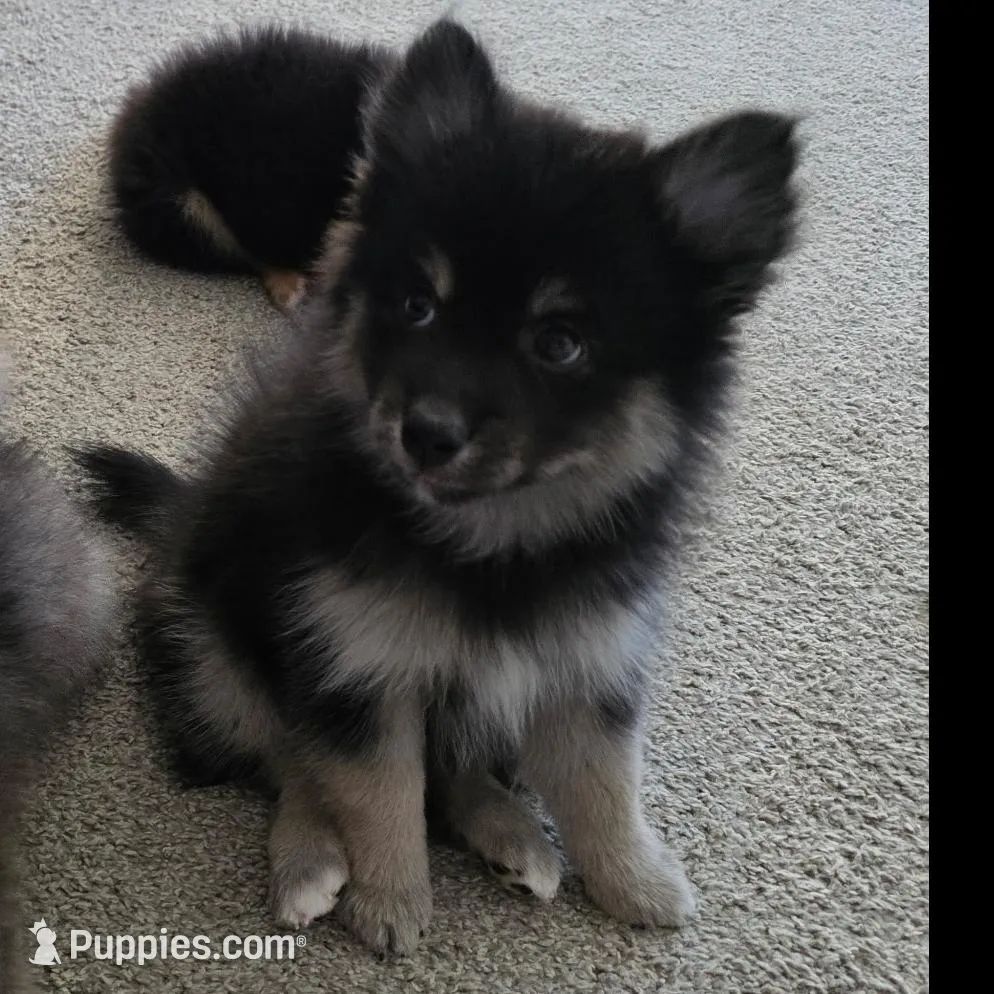 Rocky (F3 Mini Pomsky), a male Pomsky for sale in Chelsea, MA – Photo 10 of 10
