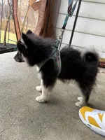 Rocky (F3 Mini Pomsky), a male Pomsky for sale in Chelsea, MA – Photo 3 of 10