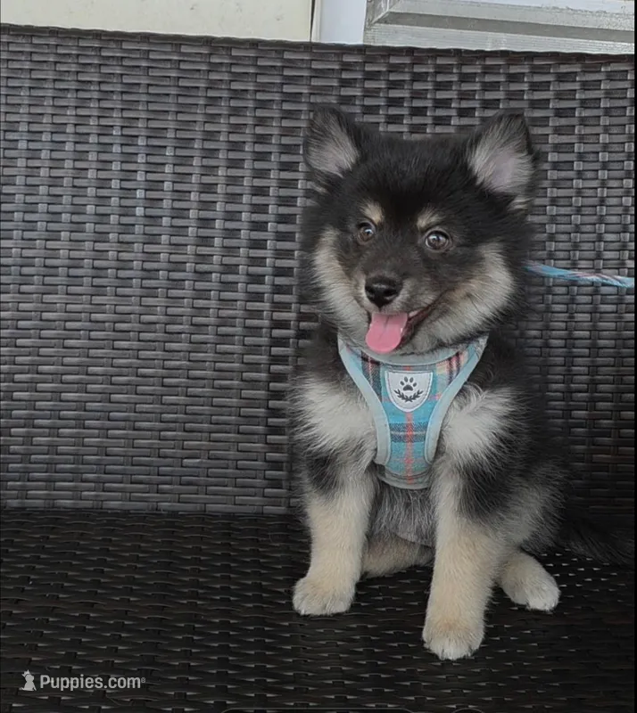 Rocky – Pomsky puppy for sale in Chelsea, MA