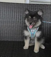 Rocky (F3 Mini Pomsky), a male Pomsky for sale in Chelsea, MA – Photo 1 of 10