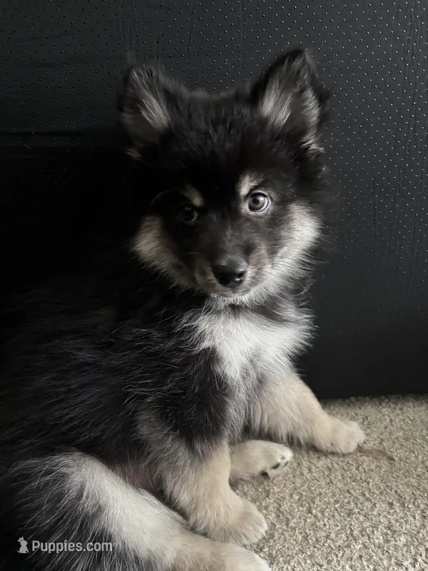 Rocky – Pomsky puppy for sale in Chelsea, MA