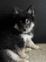 Rocky (F3 Mini Pomsky), a male Pomsky for sale in Chelsea, MA – Photo 2 of 10