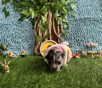 Boo, a female Pomsky for sale in Chelsea, MA – Photo 2 of 8