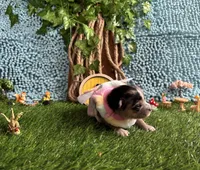 Boo, a female Pomsky for sale in Chelsea, MA – Photo 1 of 8