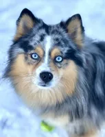 Boo, a female Pomsky for sale in Chelsea, MA – Photo 6 of 8